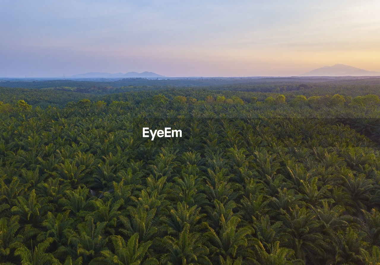 Aerial view of oil palm tree plantation field, agricultural industry