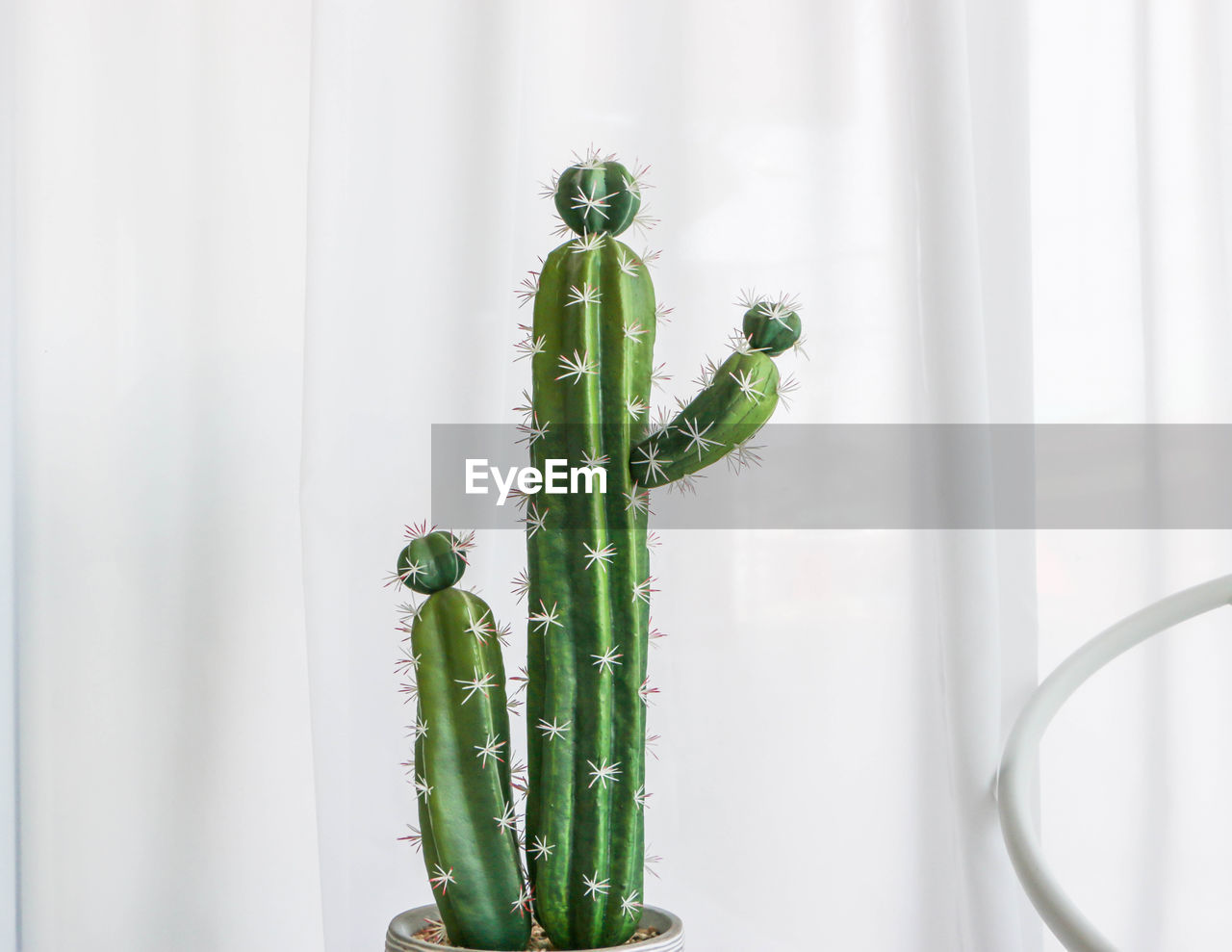 Green cactus and white clean curtain background