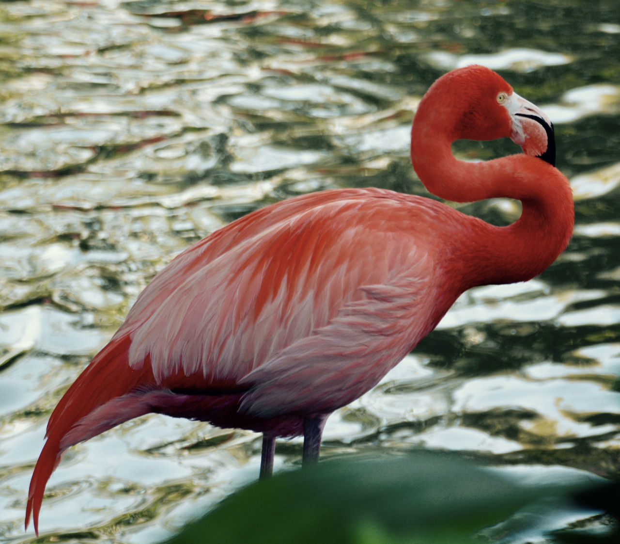 CLOSE-UP OF BIRD AGAINST LAKE