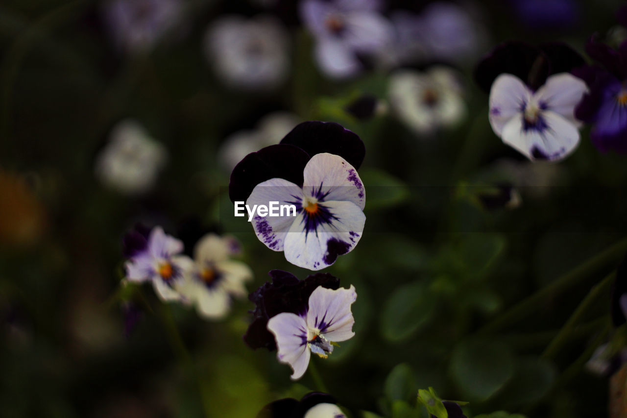 Close-up of purple flowering plant