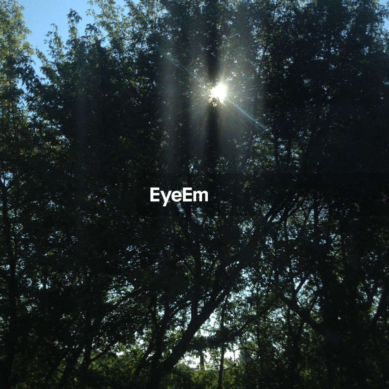 LOW ANGLE VIEW OF TREES IN FOREST