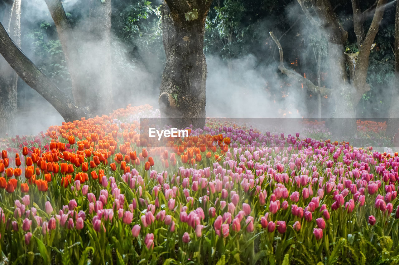 Tulips garden at night