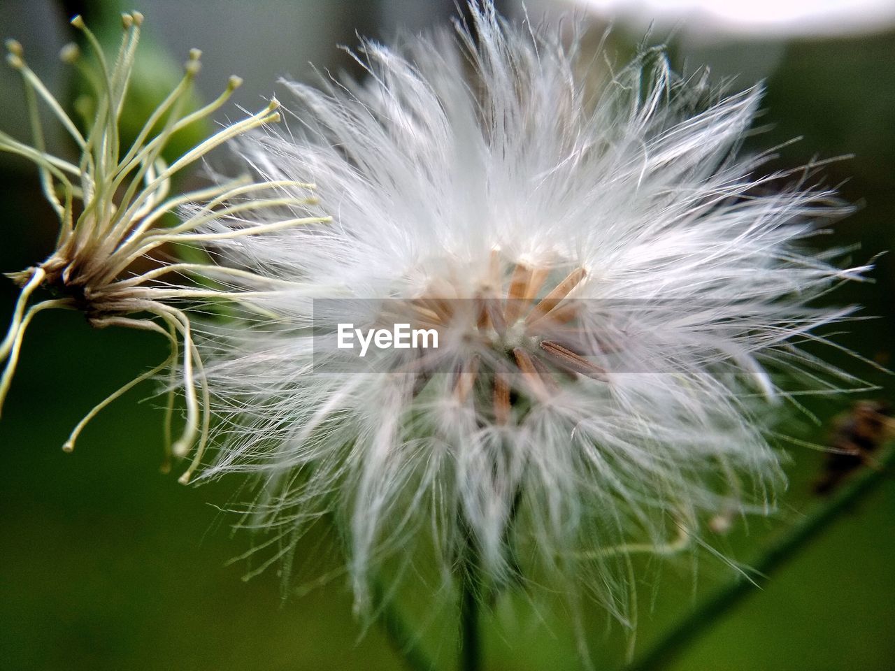 CLOSE-UP OF DANDELION OUTDOORS