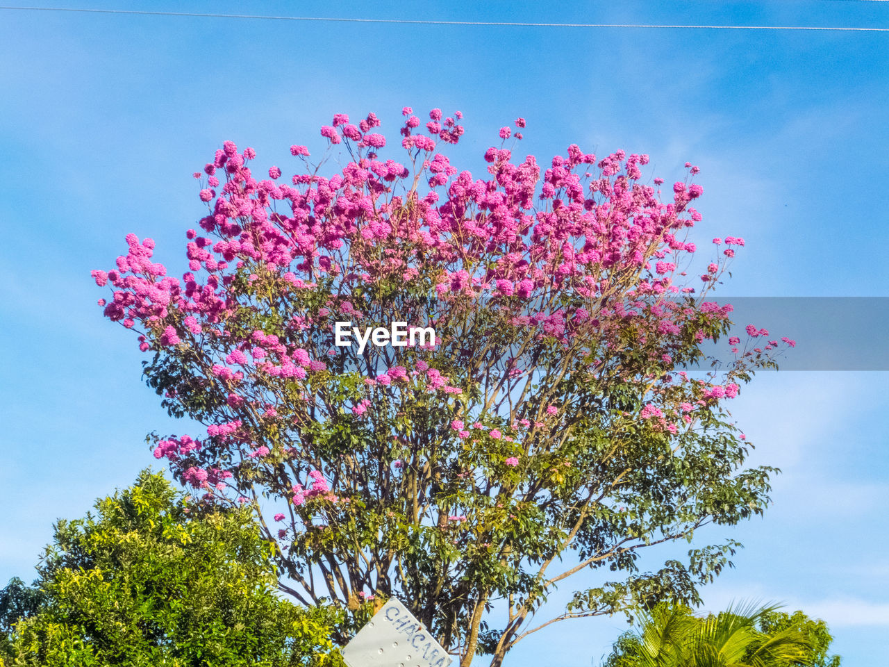 Low angle view of pink flowers blooming on tree against sky