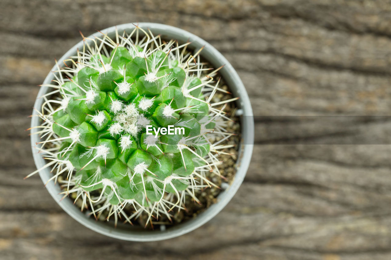 High angle view of succulent plant on table