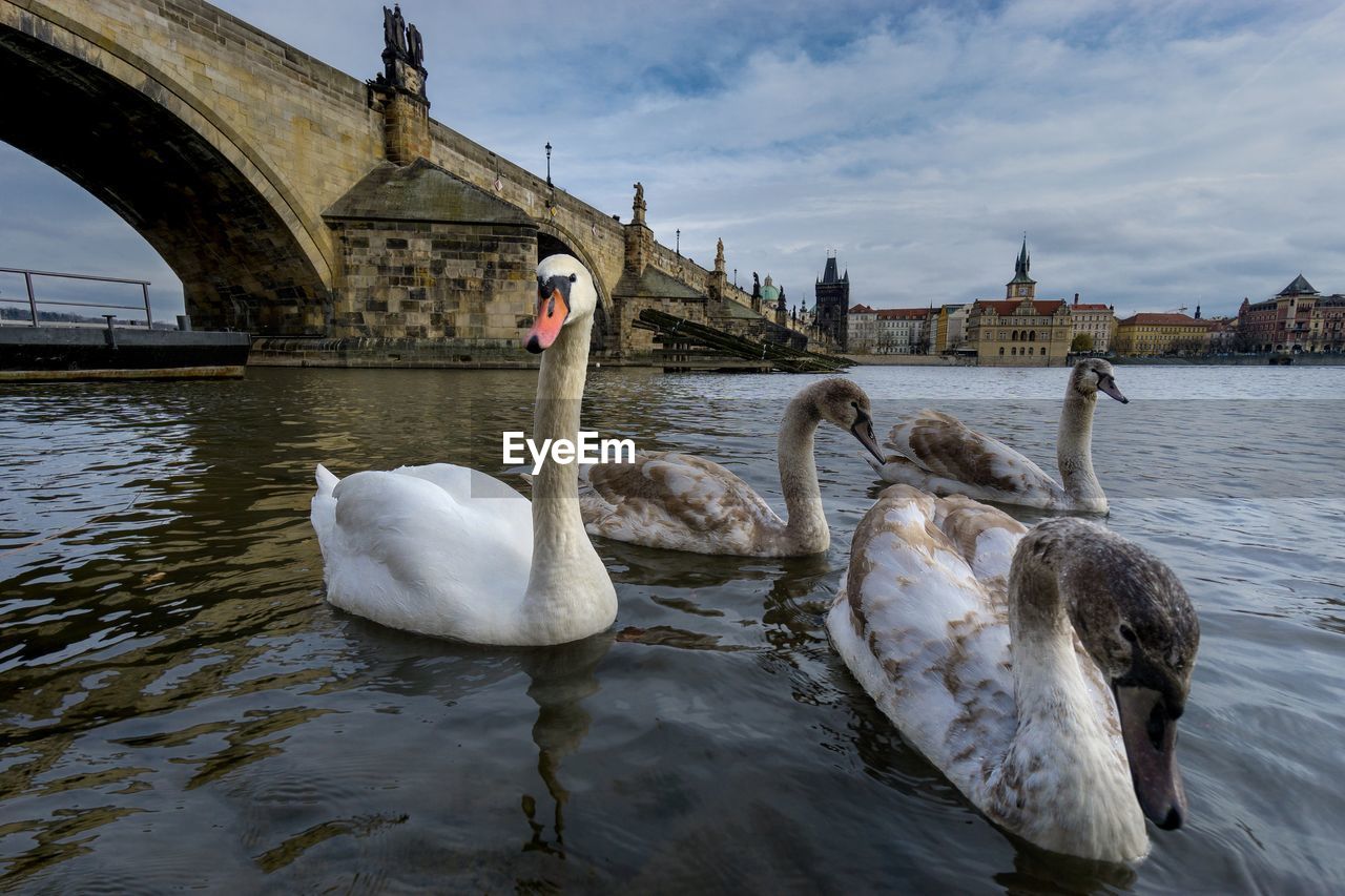 SWAN SWIMMING IN A LAKE