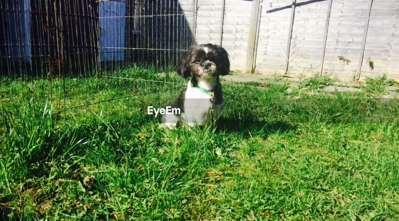 DOG ON GRASSY FIELD