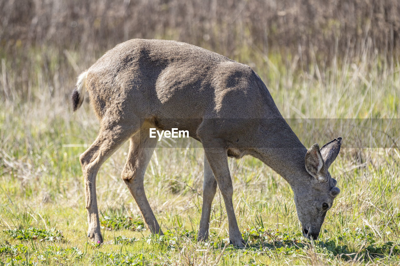 close-up of deer on grassy field