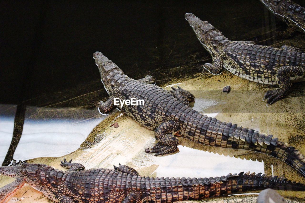 High angle view of crocodiles on shore