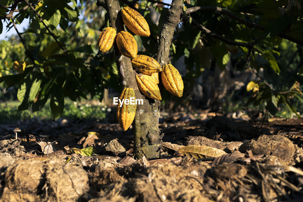 Selective focus yellow cocoa fruit many cocoa pods are full-grown 