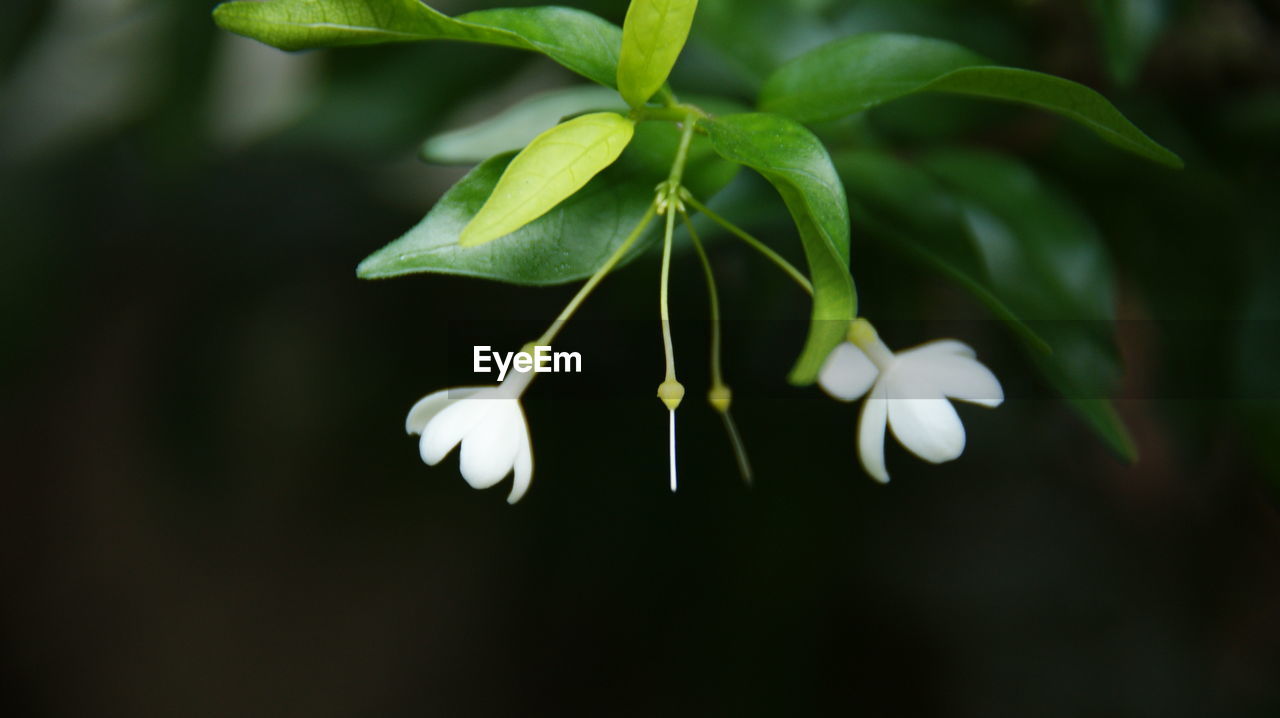 CLOSE-UP OF WHITE FLOWERS GROWING OUTDOORS