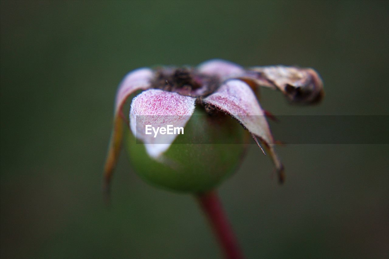 Close-up of pink flower buds