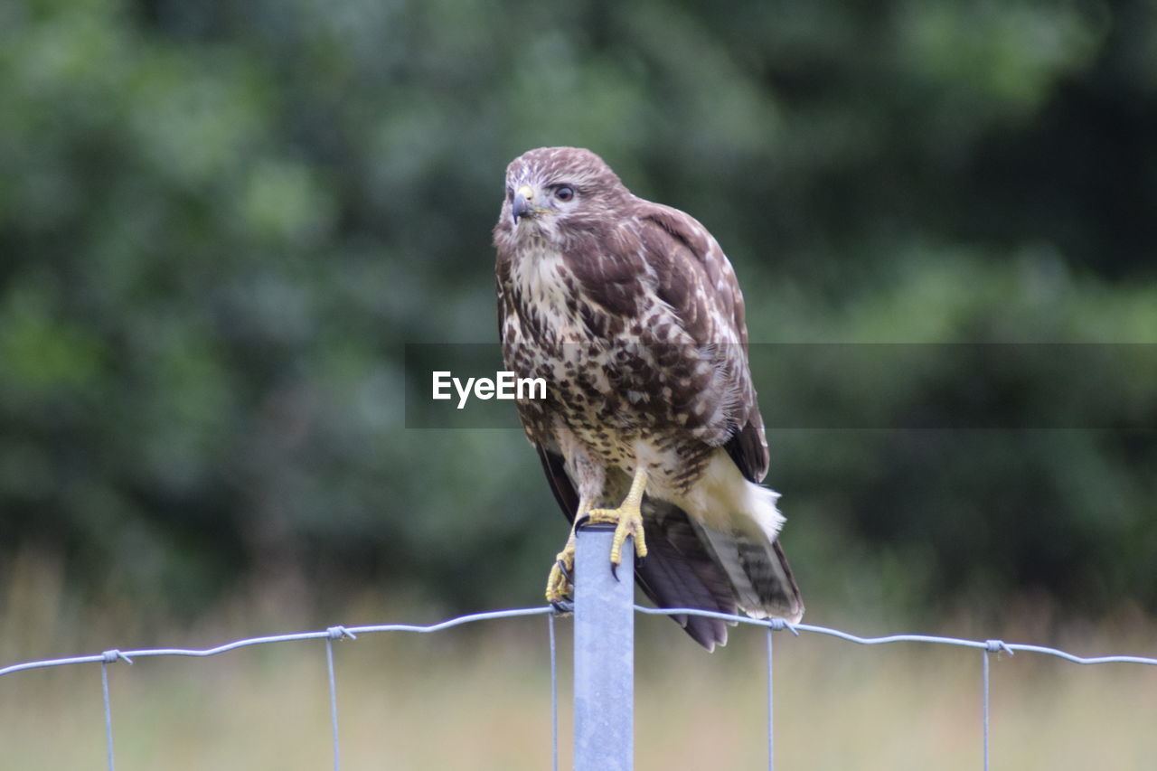 bird, animal themes, animal, animal wildlife, hawk, bird of prey, wildlife, beak, one animal, fence, perching, falcon, focus on foreground, buzzard, protection, nature, owl, no people, outdoors, day, security, wire