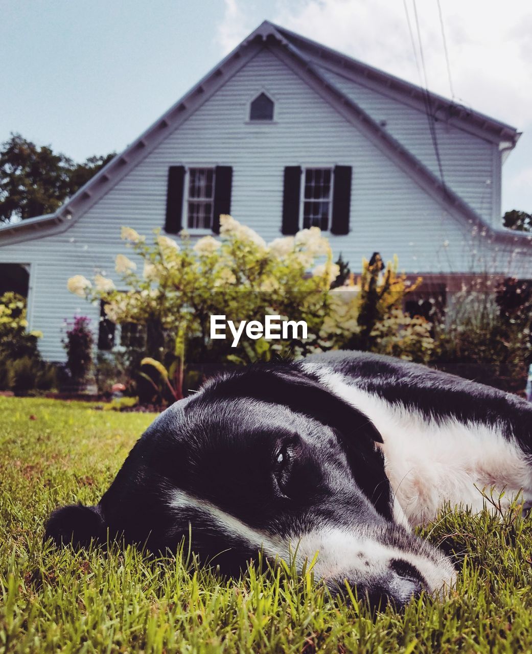 Close-up of dog outside house