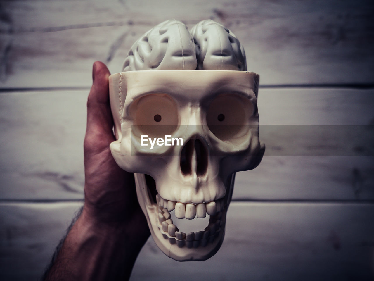 Close-up of human hand holding artificial skull and brain