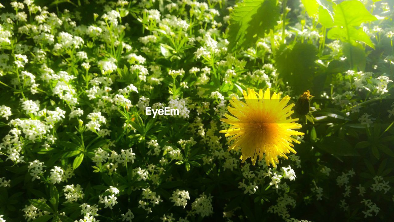 YELLOW FLOWERS BLOOMING OUTDOORS