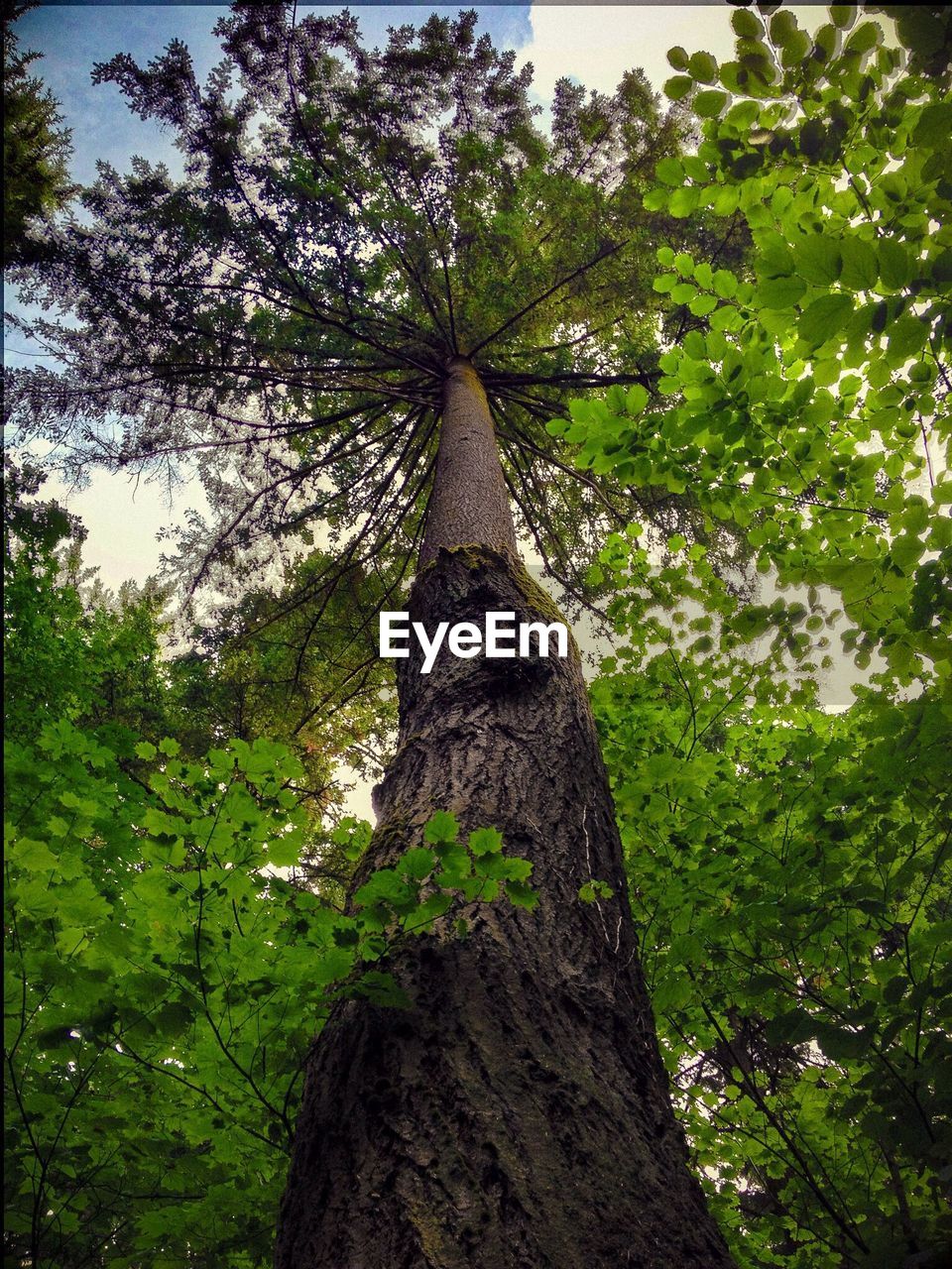 LOW ANGLE VIEW OF TREES IN FOREST