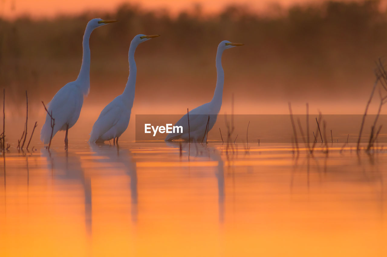 Close-up of birds in pond at sunset