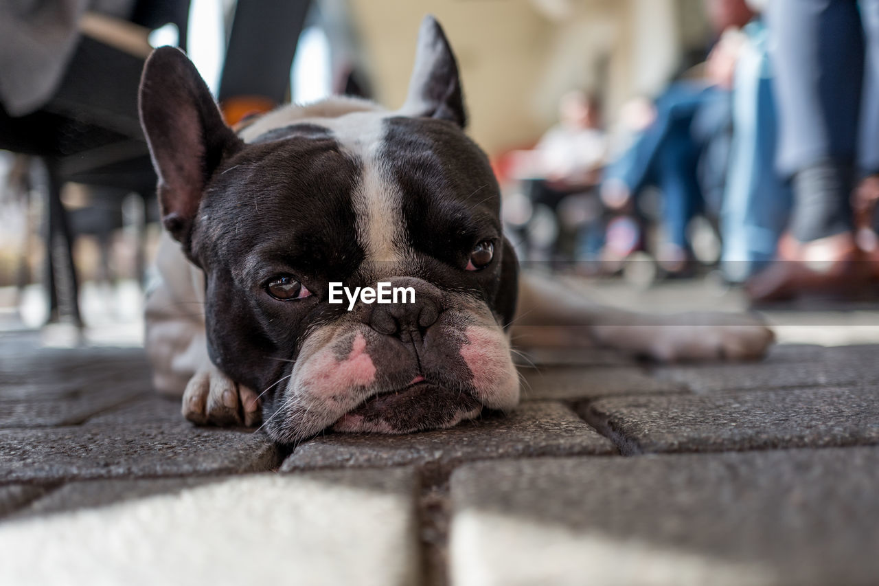 Close-up portrait of boston terrier lying on footpath