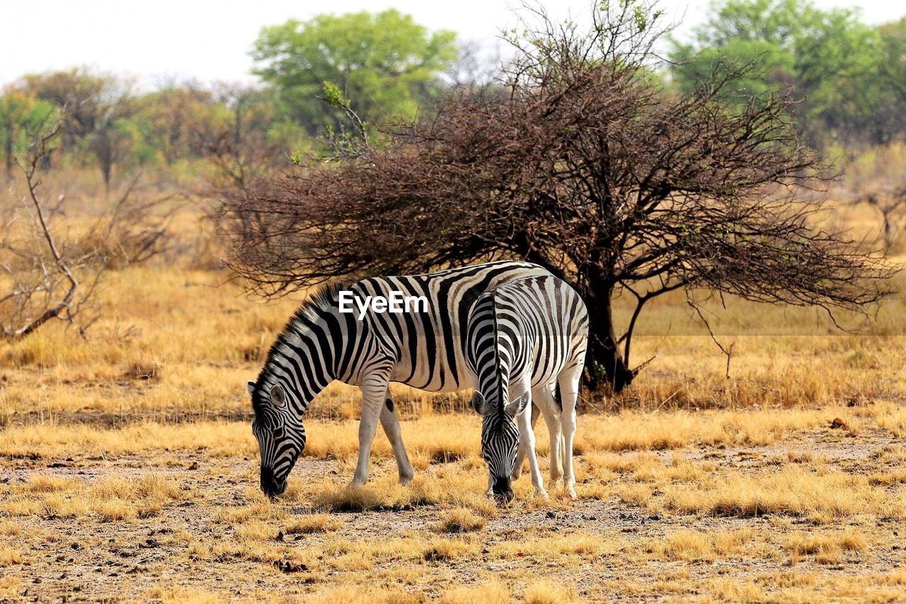Zebras standing on landscape against sky