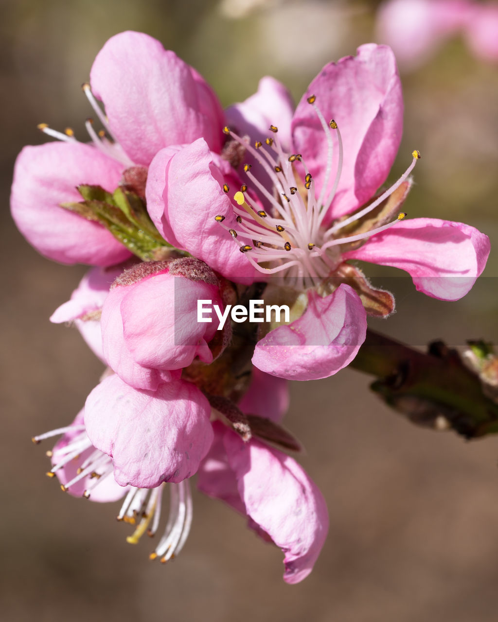 Nectarine tree, close up of the flower head