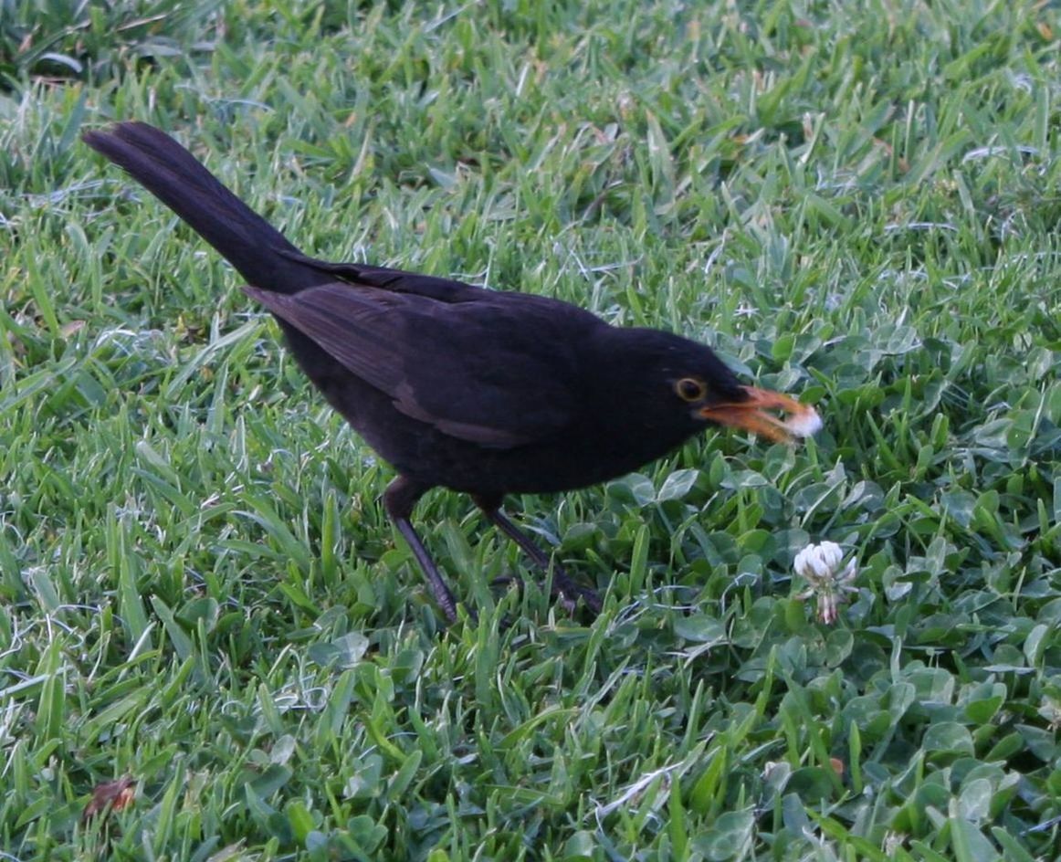 CLOSE-UP OF BIRD