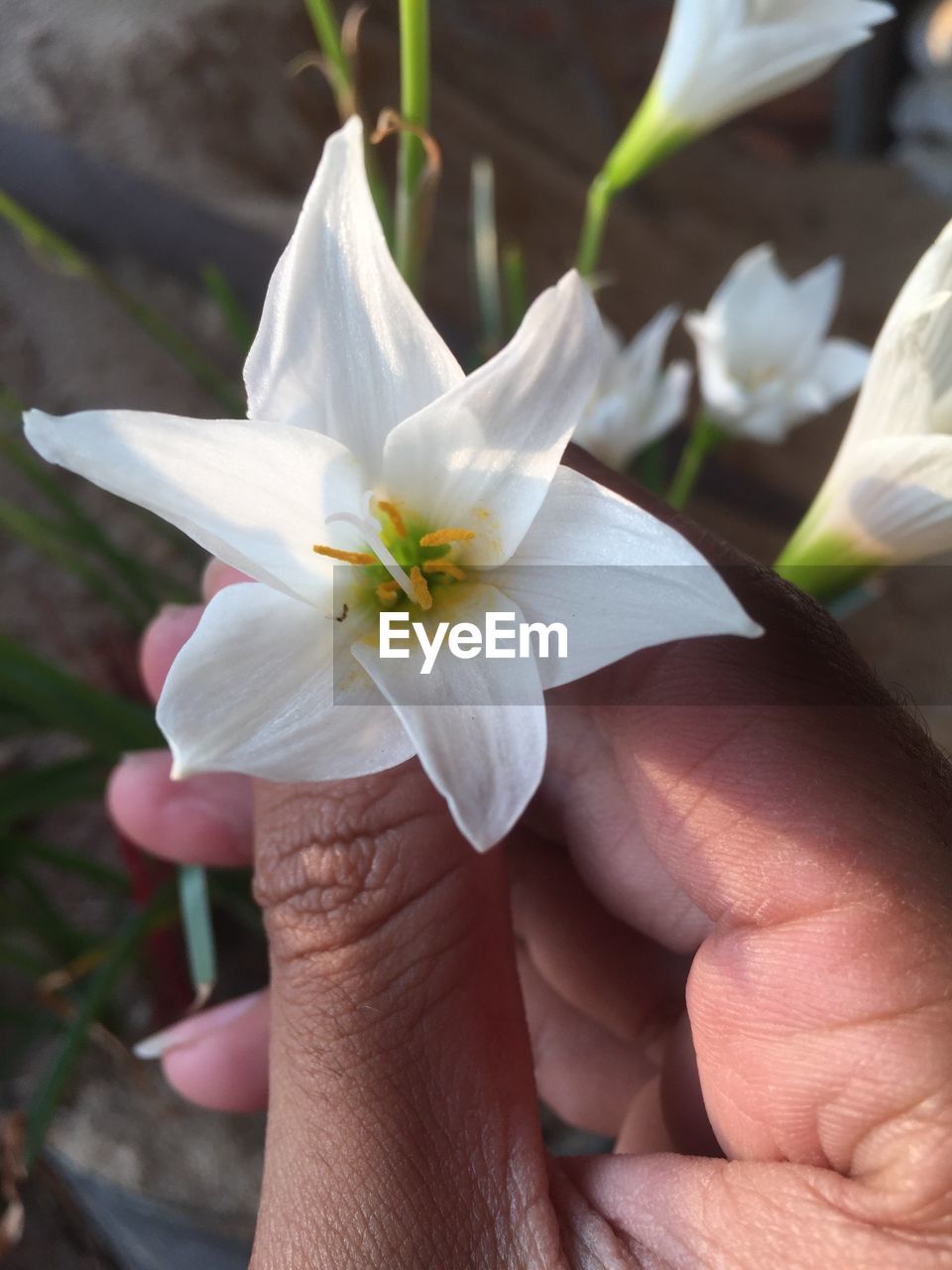 CLOSE-UP OF HAND HOLDING WHITE ROSE