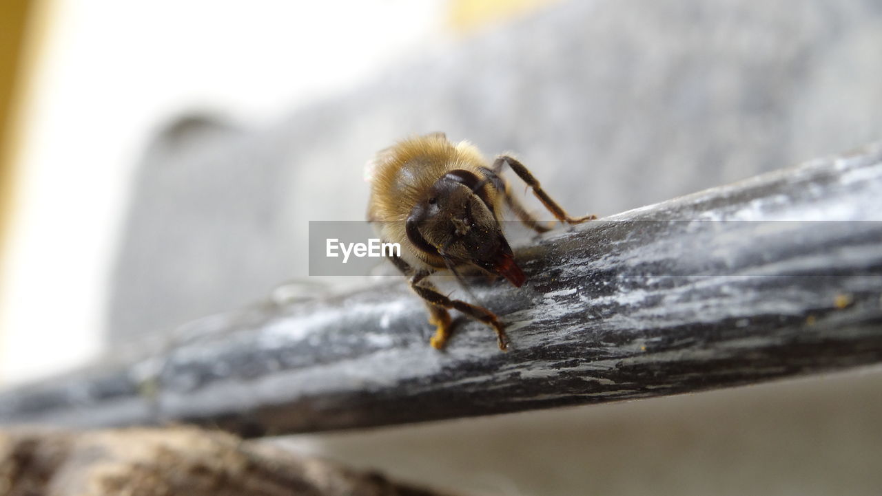 Close-up of honeybee on stem against blurred background