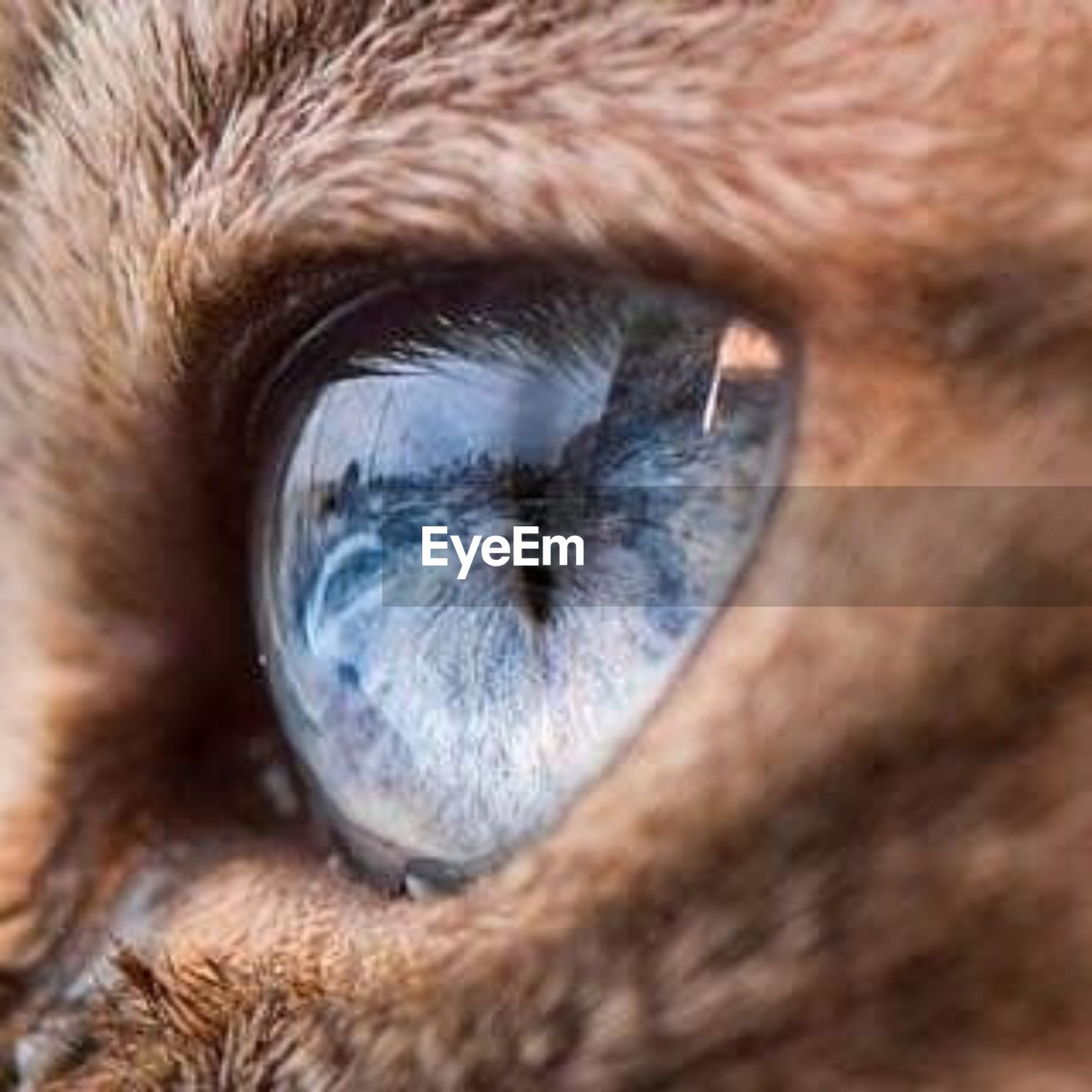 nose, human eye, eye, animal themes, mammal, animal, close-up, animal body part, one animal, human head, whiskers, snout, sensory perception, extreme close-up, domestic animals, animal eye, cat, pet, eyelash, brown, animal hair, macro, iris, animal head, wildlife, looking, skin