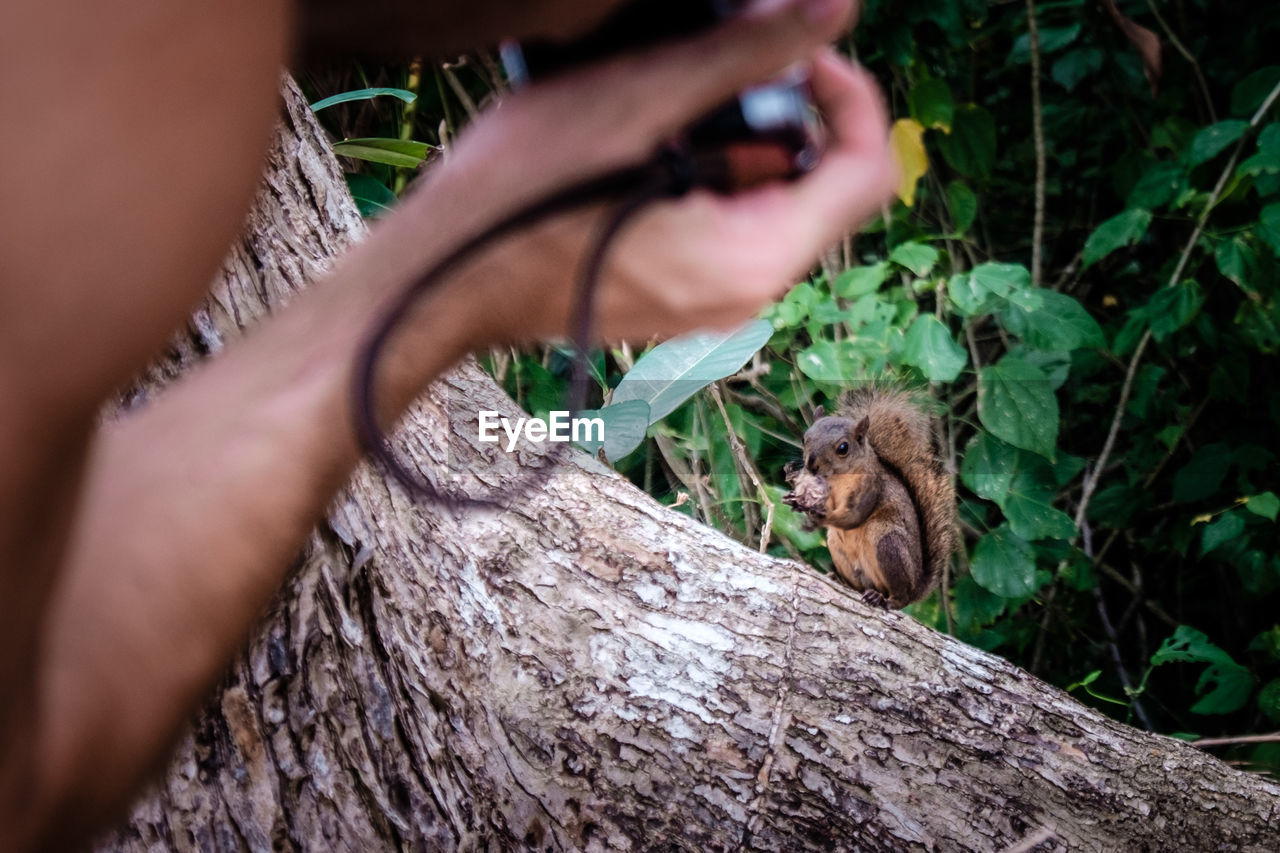 Squirrel on tree