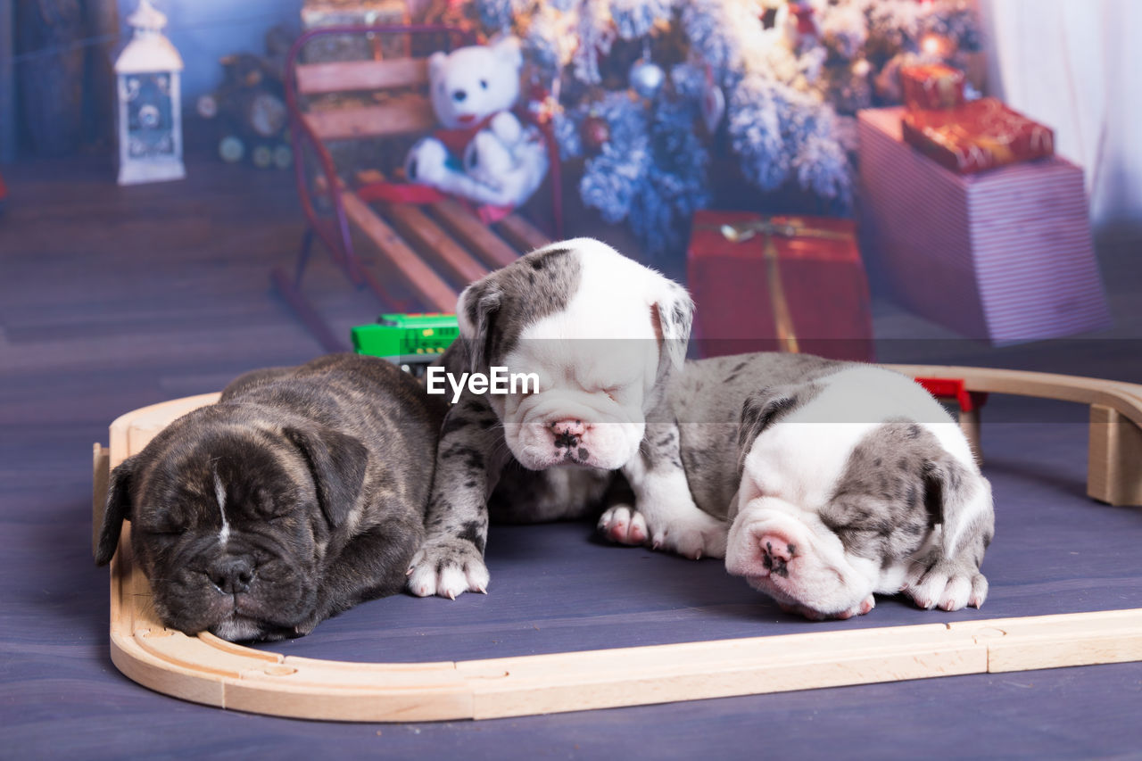 Close-up of english bulldog puppies sleeping on christmas backdrop