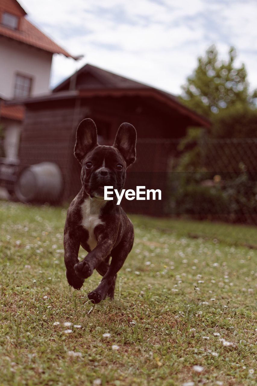 Portrait of dog running on grass