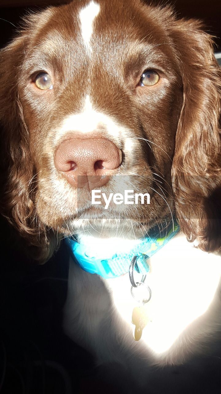 CLOSE-UP OF DOG IN MOUTH