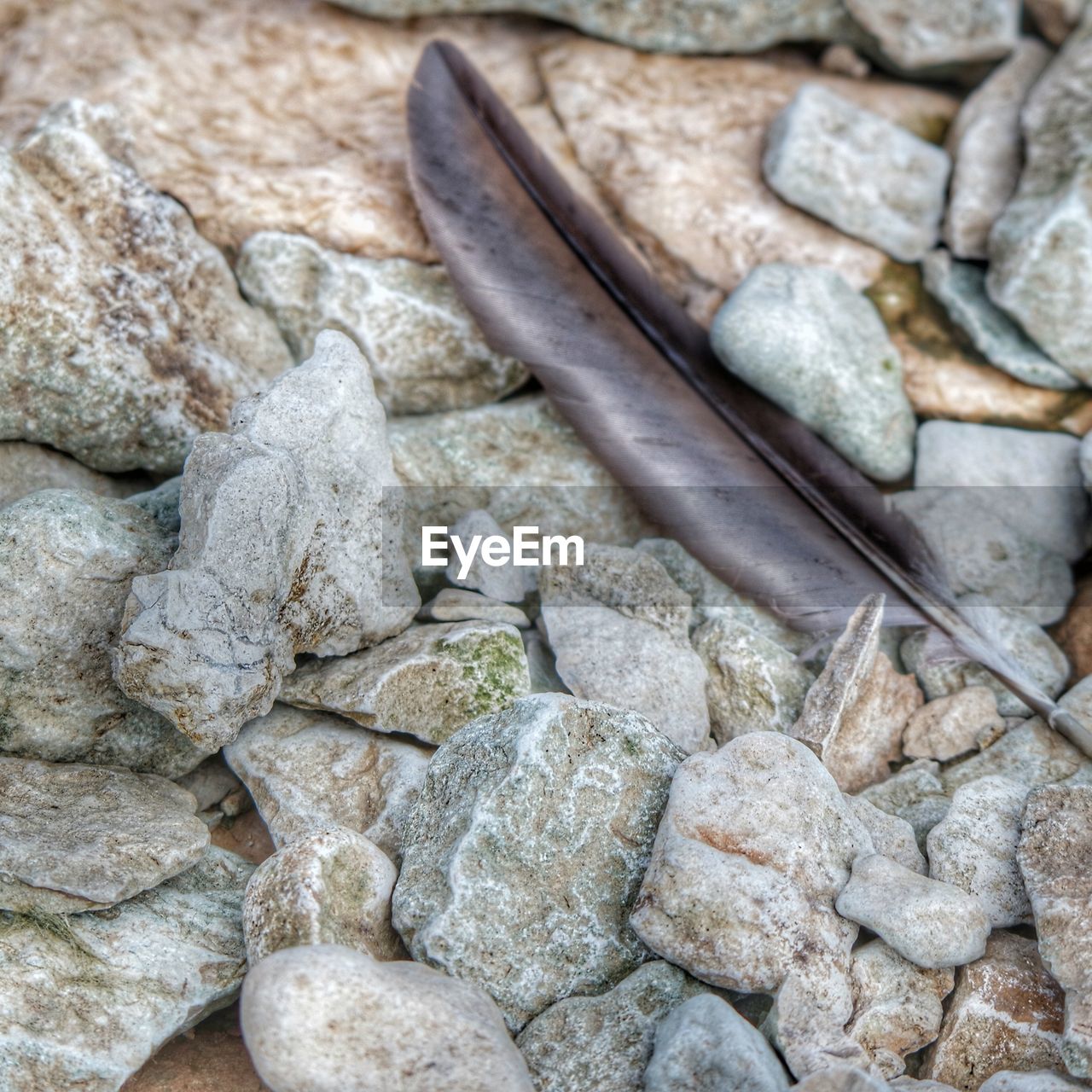 Close-up of feather on stones