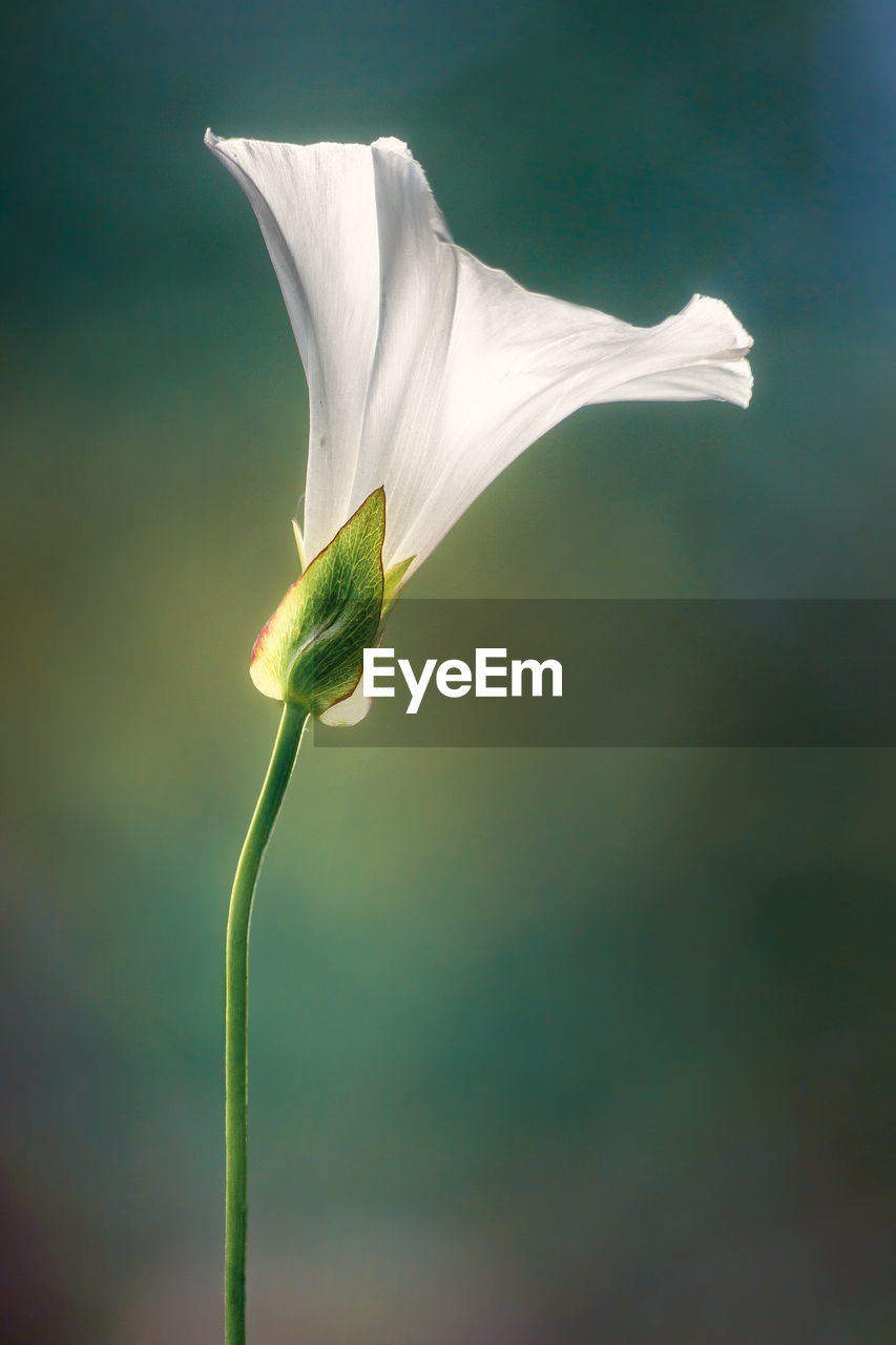 CLOSE-UP OF WHITE FLOWER