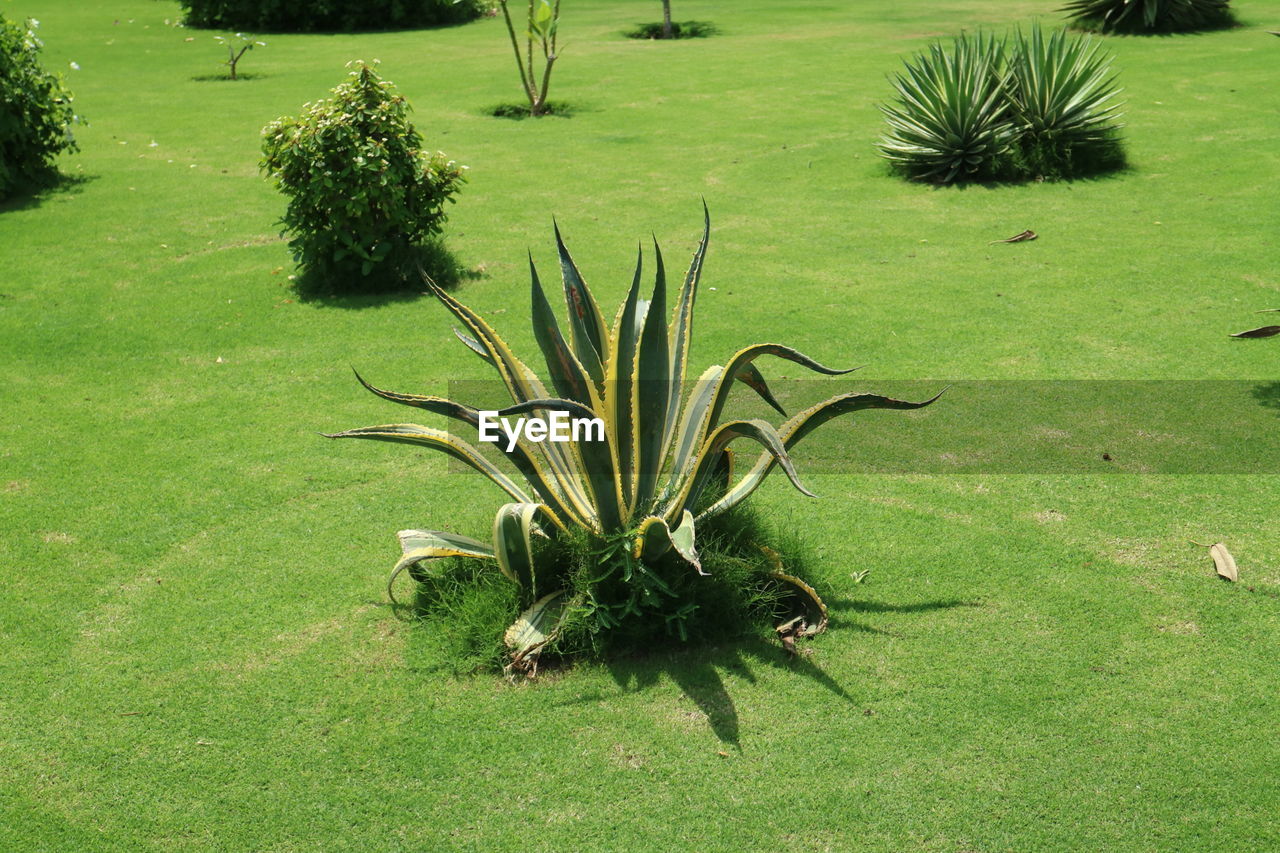 HIGH ANGLE VIEW OF PLANTS GROWING ON FIELD