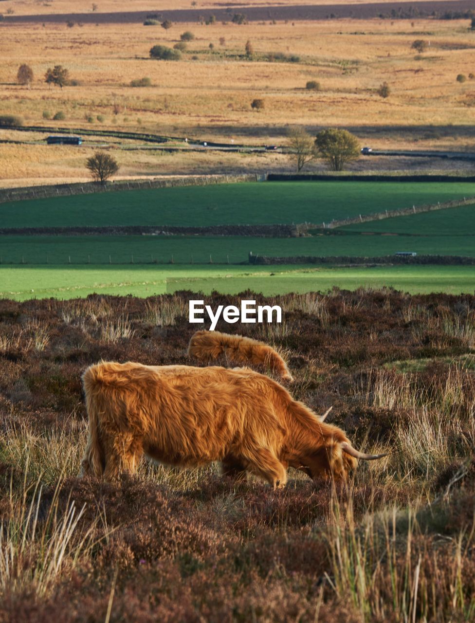 Highland cow in a field