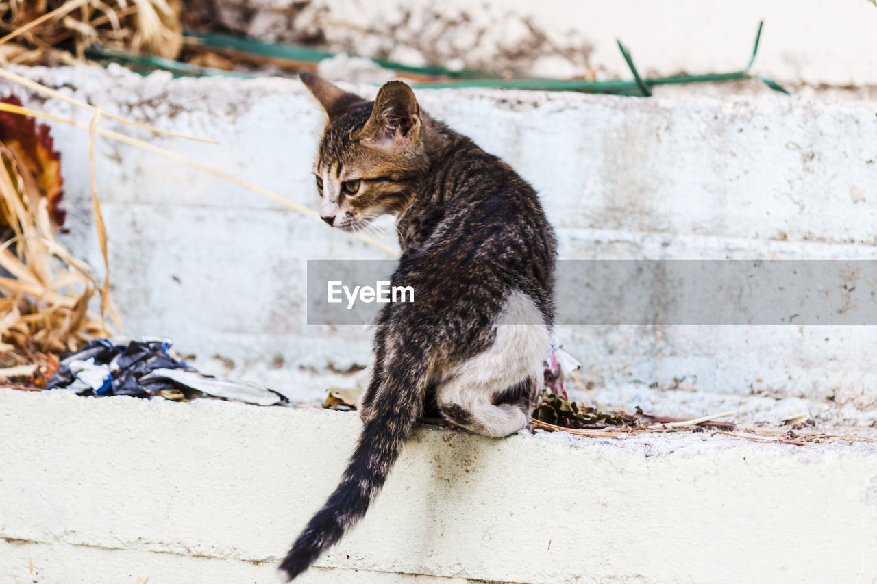 CAT SITTING ON WALL