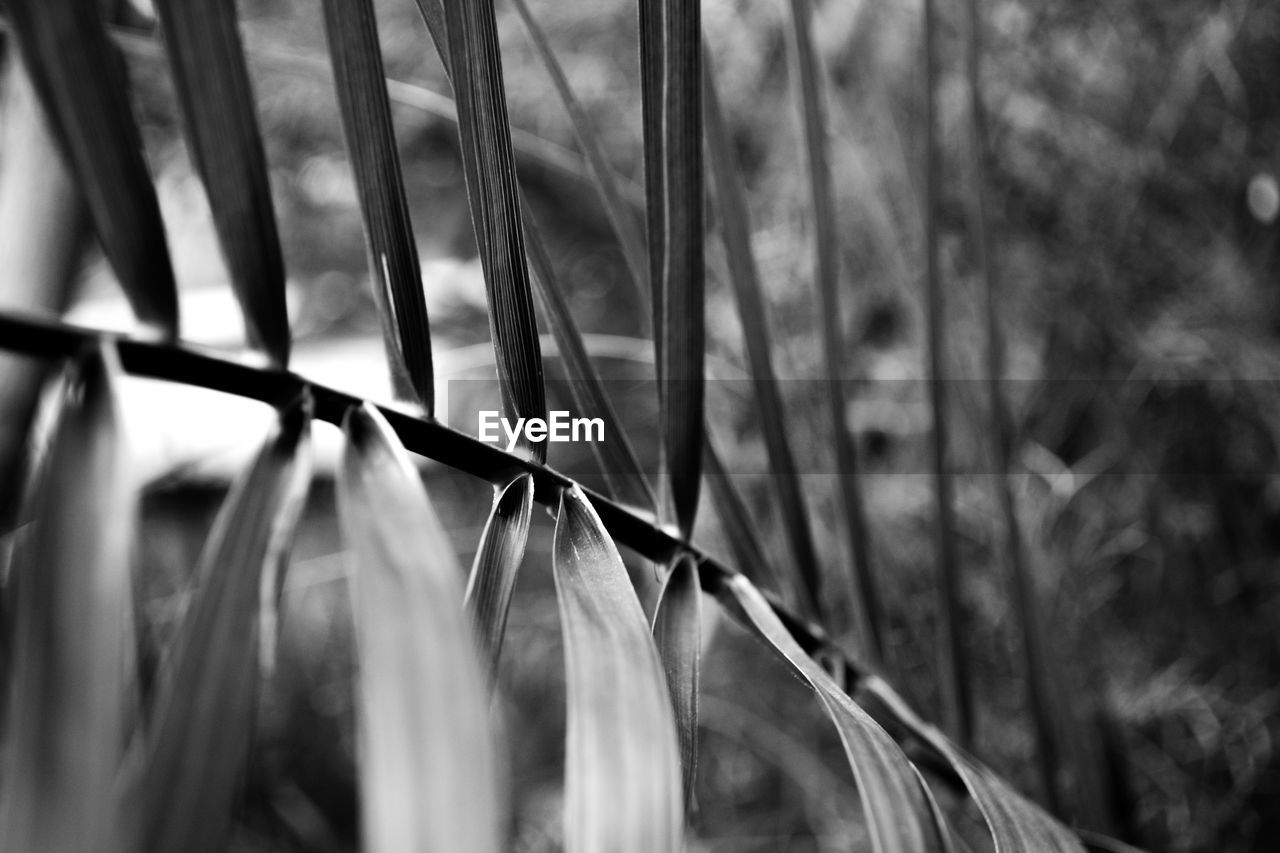 Monochrome close-up of plants