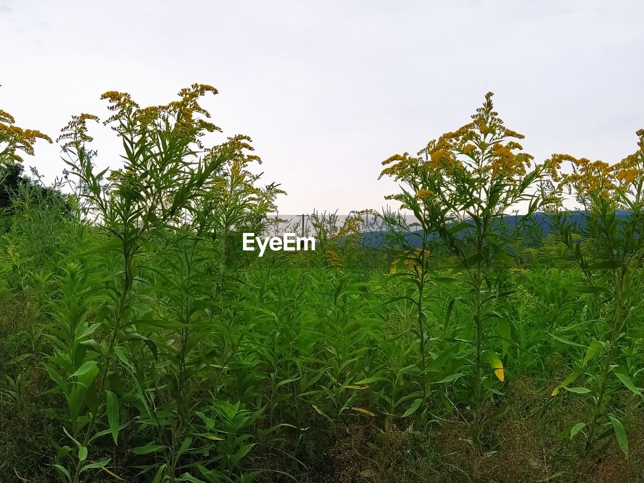 PLANTS GROWING ON LAND