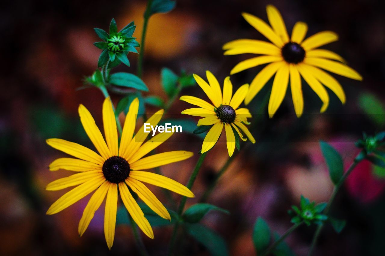 Yellow flowers blooming outdoors