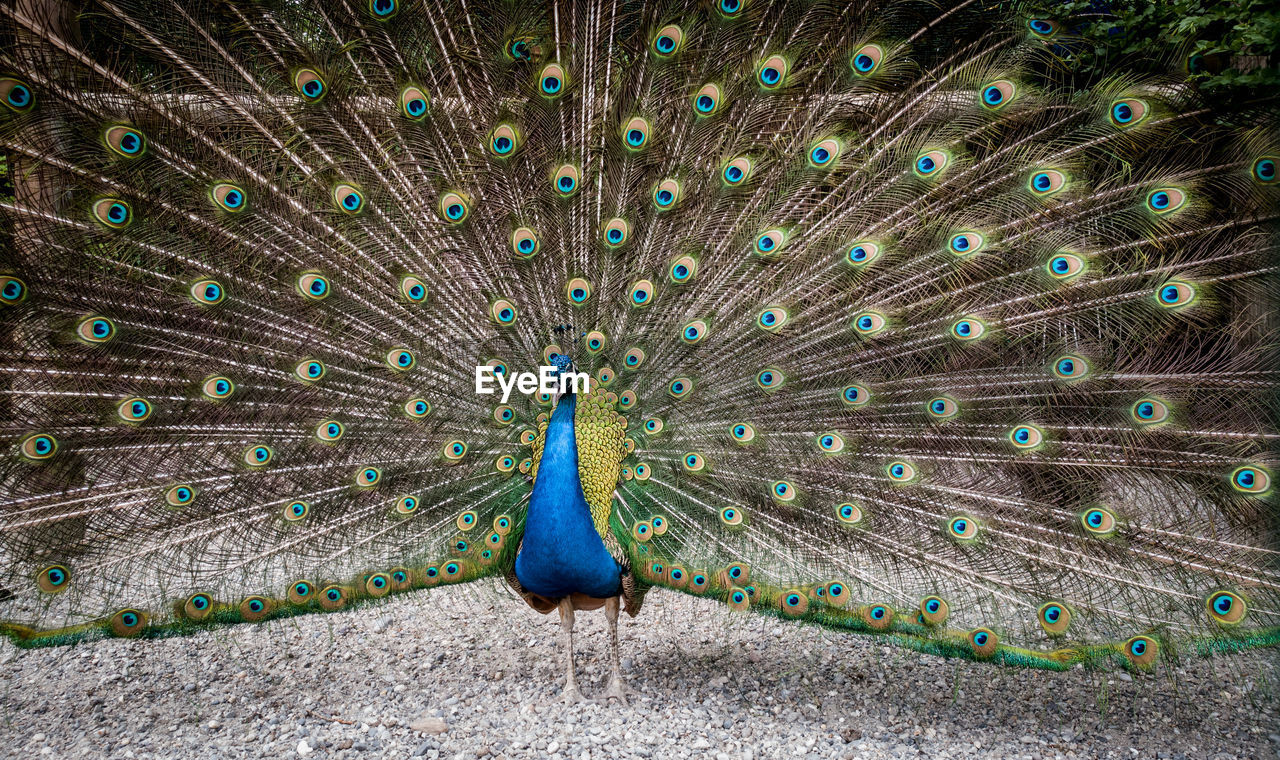 Close-up of peacock