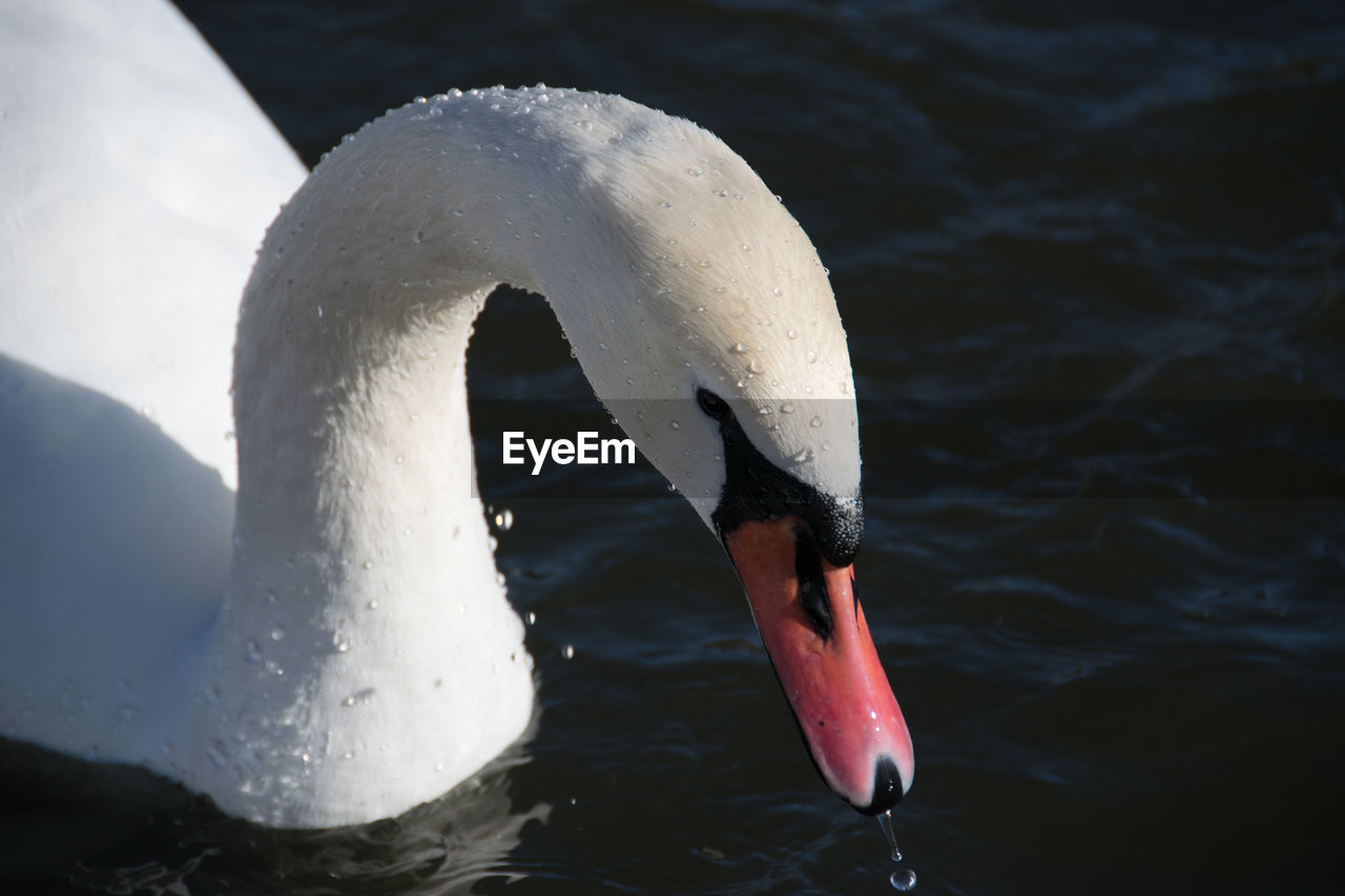 Bird swimming in lake