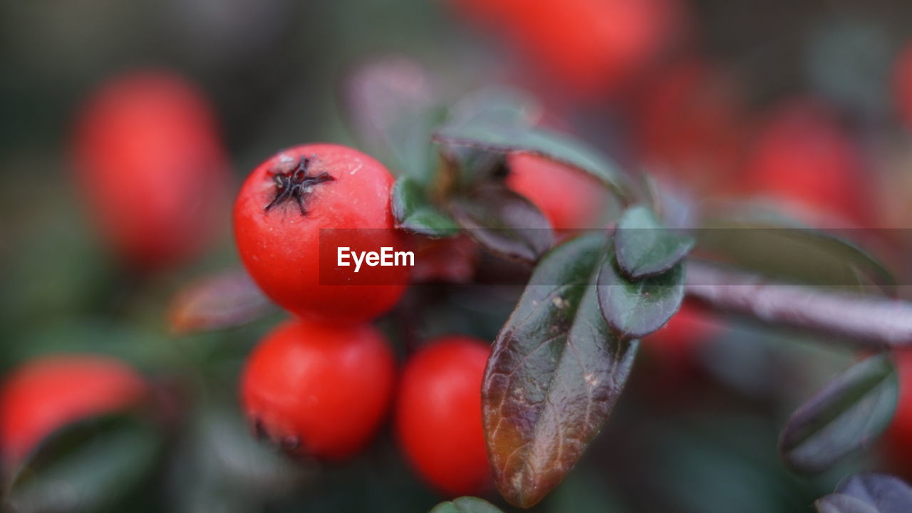 Close-up of red berries growing on plant