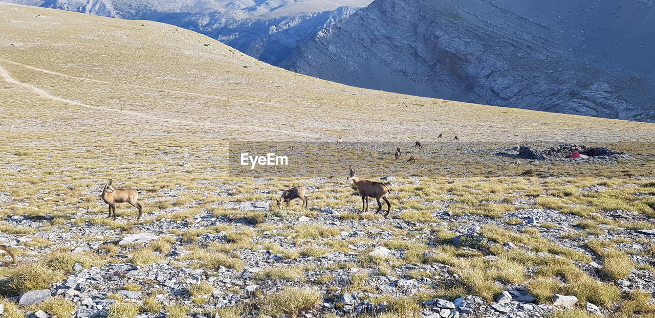 View of a mountain goats on mountain
