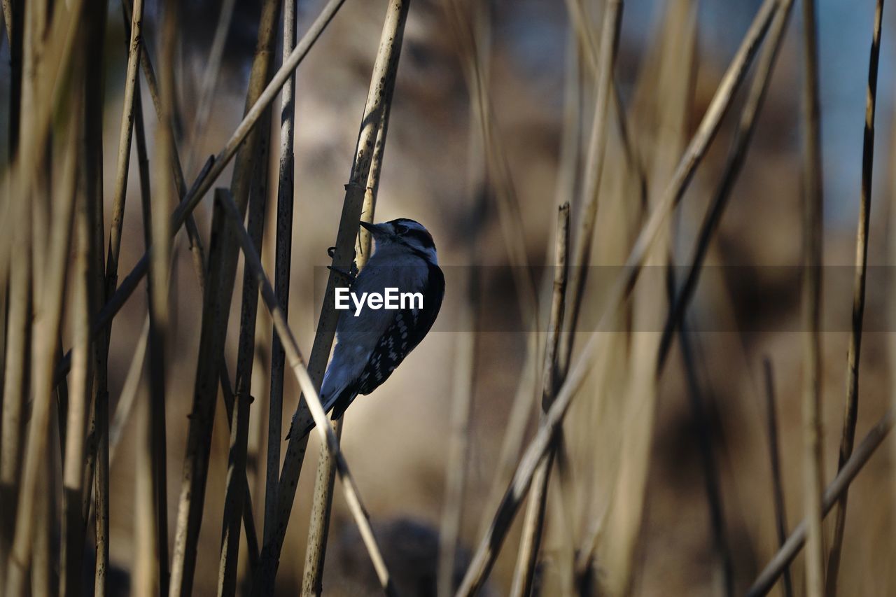 Close-up of bird perching on branch