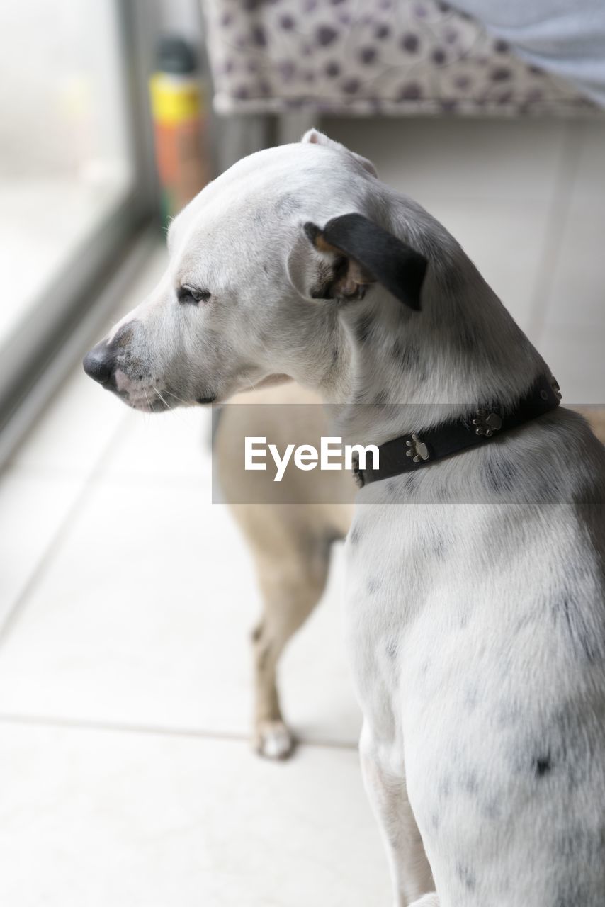 CLOSE-UP OF DOG LOOKING AT HOME