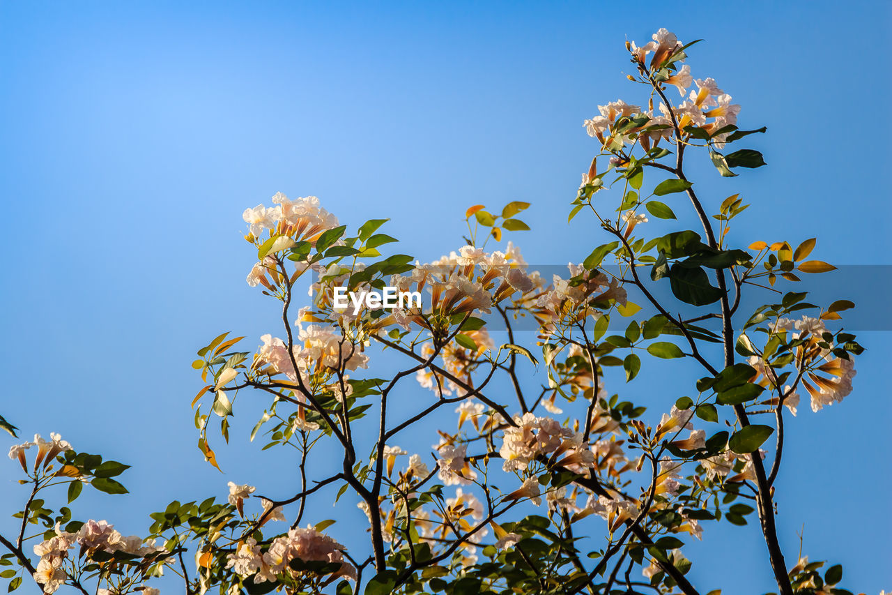 LOW ANGLE VIEW OF FLOWERING TREE AGAINST BLUE SKY