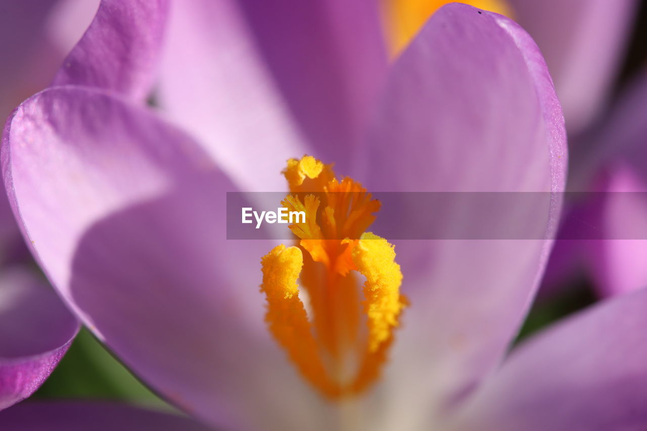 Close-up of yellow crocus flower