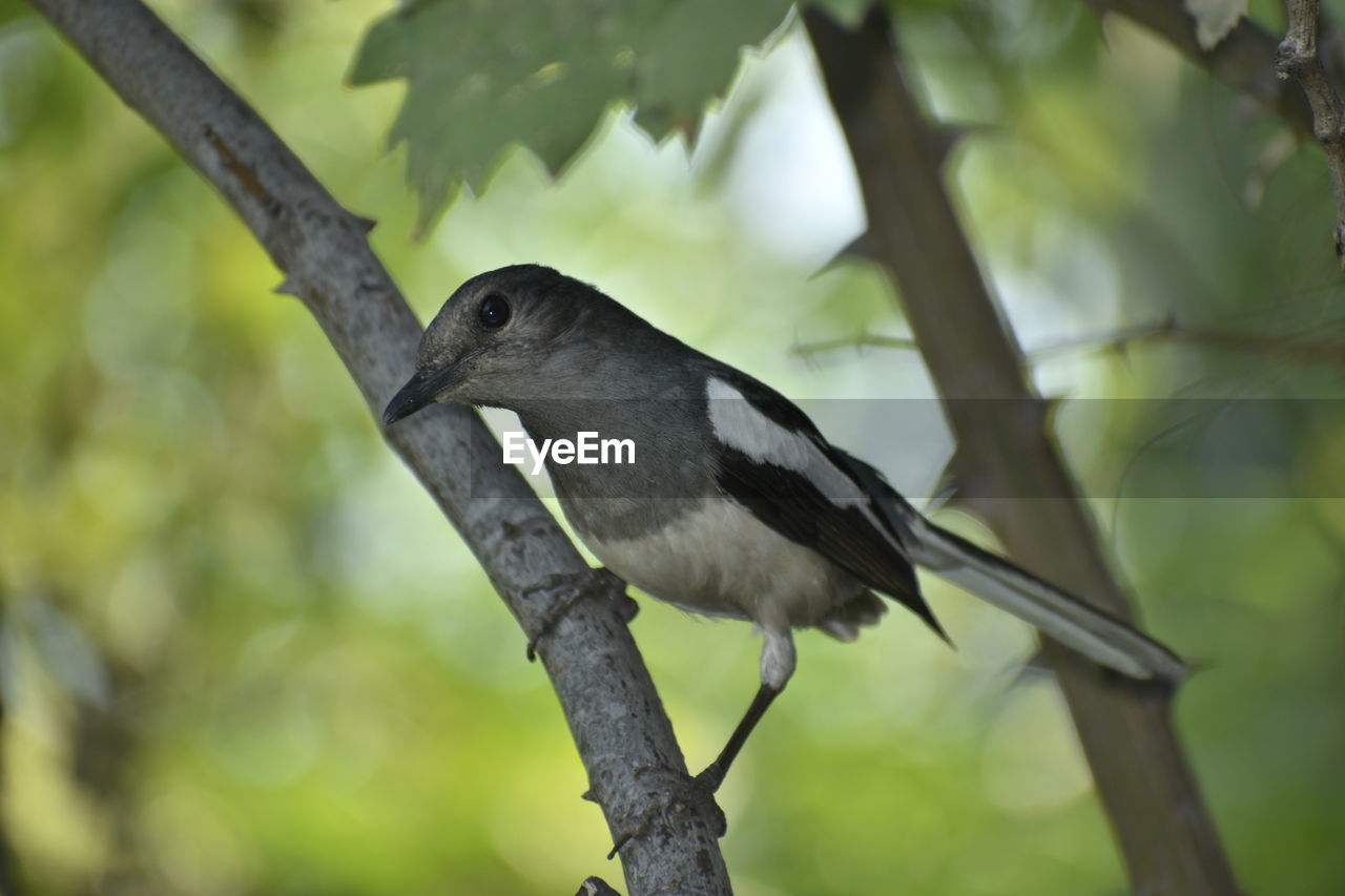 animal themes, animal, animal wildlife, bird, wildlife, tree, beak, one animal, branch, plant, nature, perching, black, outdoors, no people, environment, full length, forest, green